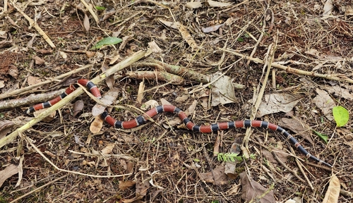 Painted Coralsnake