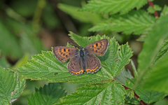 Lycaena helle