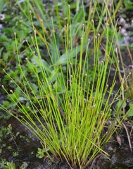 Eleocharis ovata
