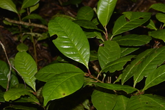 Quintinia verdonii