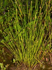 Eleocharis ovata