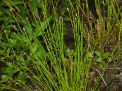 Eleocharis ovata