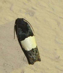 Epiblema tripartitana