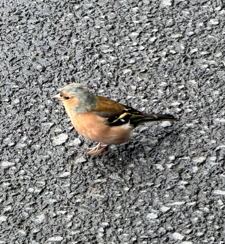 Common Chaffinch