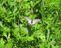 Papilio xuthus