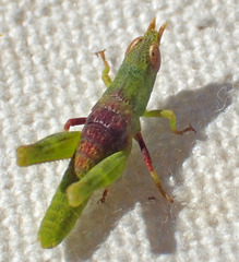 Bootettix argentatus