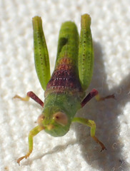 Bootettix argentatus