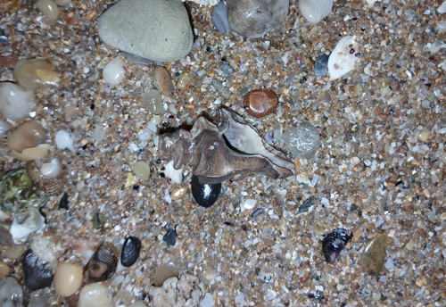 Pterochelus triformis observed 2026-09-12