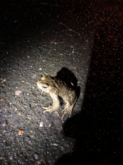 Bufo bufo