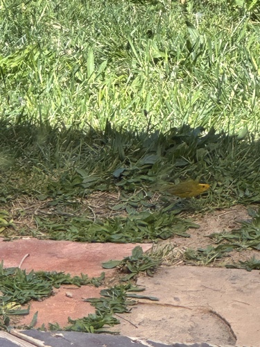 Wilson's Warbler