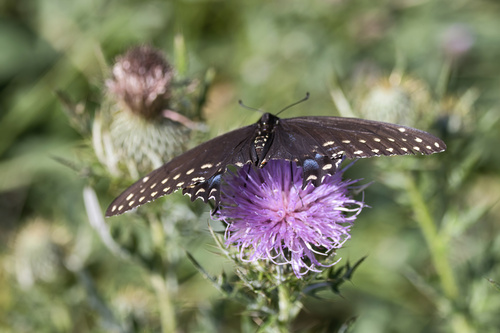 Eastern Black Swallowtail