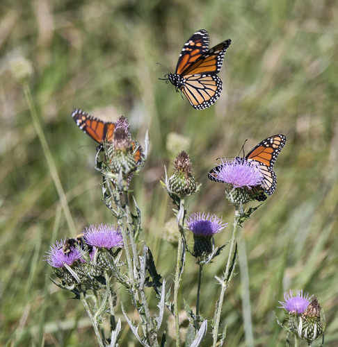 Monarch