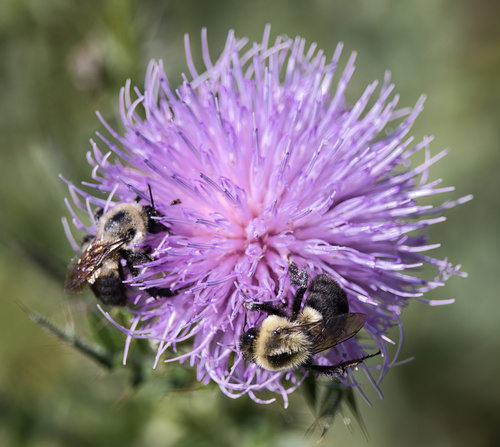 Common Eastern Bumble Bee