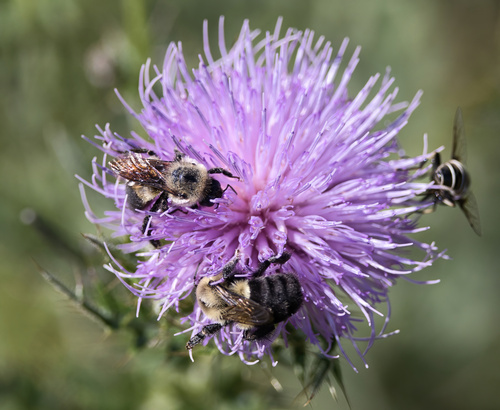 Brown-belted Bumble Bee