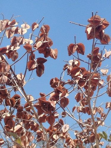 Combretum leprosum
