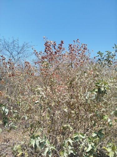 Combretum leprosum, photograph 2