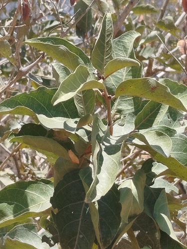 Combretum leprosum, photograph 3