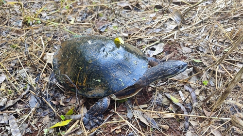 Williams' Side-necked Turtle