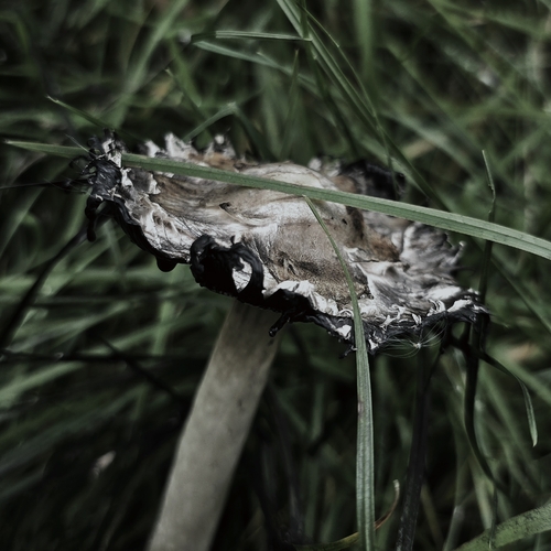 Shaggy Mane