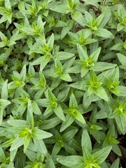 Lithospermum officinale