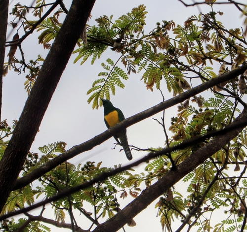 African Emerald Cuckoo