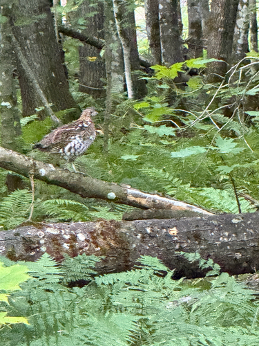Ruffed Grouse