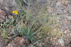 Boechera breweri