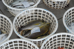 Parapristipoma trilineatum