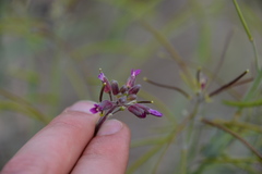 Boechera breweri