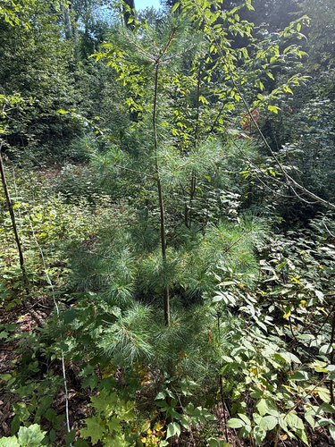 eastern white pine
