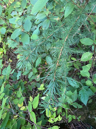 tamarack