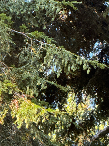 eastern hemlock