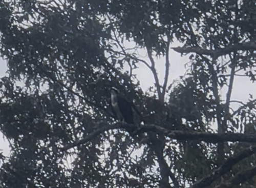 Osprey