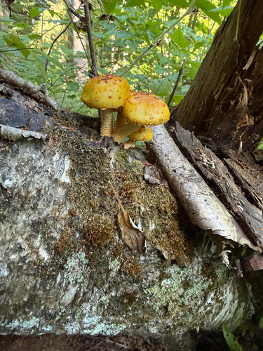 Golden Pholiota