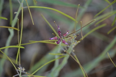 Boechera breweri