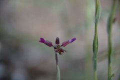 Boechera breweri