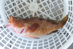 Epinephelus akaara