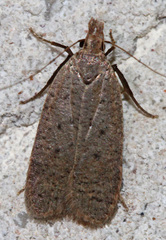 Dichomeris ventrellus