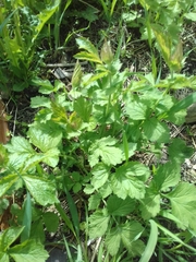 Geum urbanum
