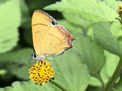 Heliophorus
