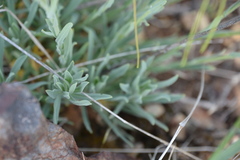 Boechera breweri