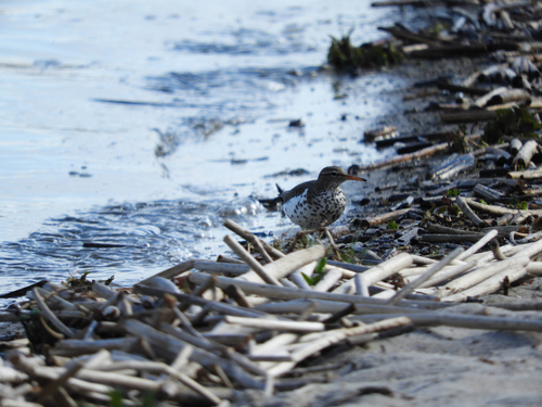 Spotted Sandpiper