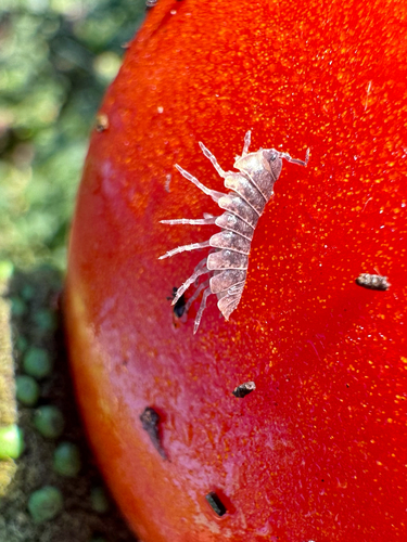Common Pill Woodlouse
