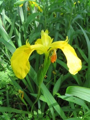 Iris pseudacorus