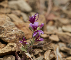 Streptanthus callistus