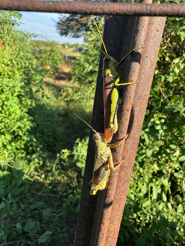 Differential Grasshopper