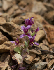 Streptanthus callistus
