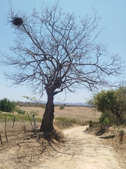 Myracrodruon urundeuva, photograph (c) Gabriel M. Rolim, some rights reserved (CC BY)