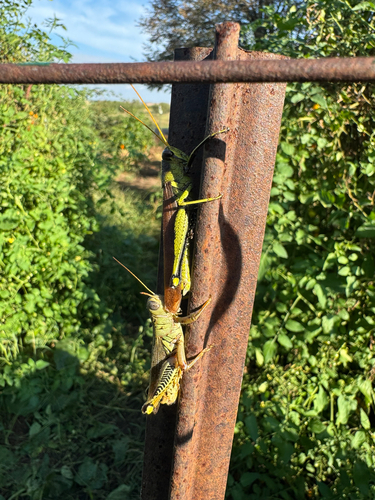 Obscure Bird Grasshopper