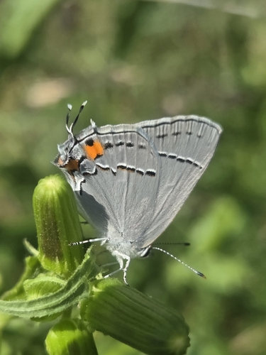 Gray Hairstreak